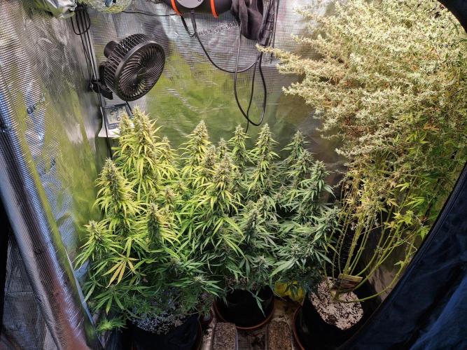 Moonstone. Week 11 - 27.06.26 | Day 78