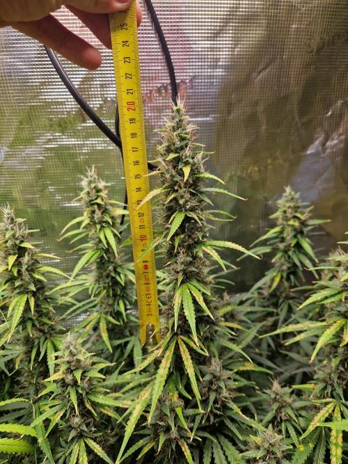 Moonstone. Week 11 - BB#1 | height main cola
