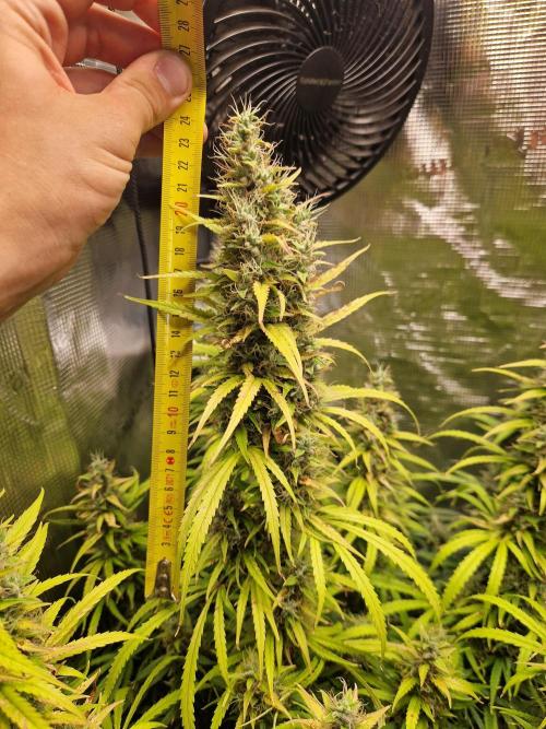 Moonstone. Week 11 - BB#3 | main cola height