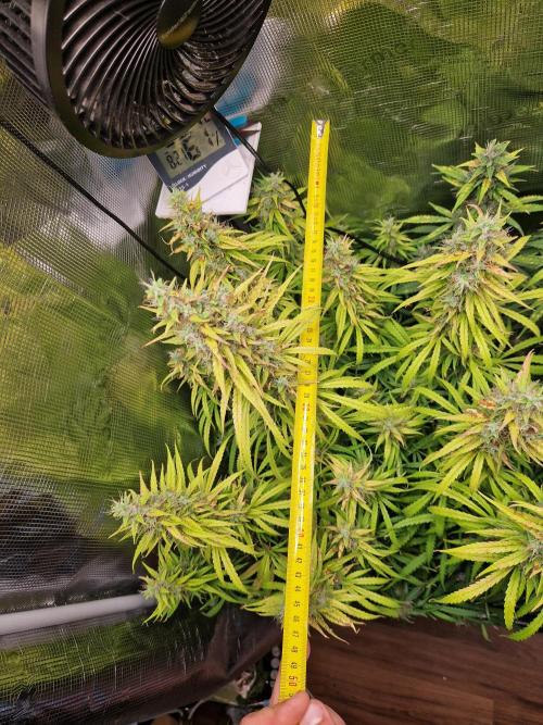 Moonstone. Week 11 - BB#2 | lenght