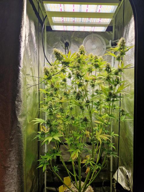 Citrus Venom (Zamnesia Tribe Exclusive). Week 9 - front