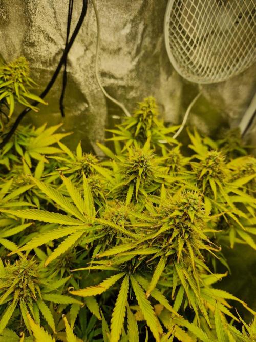 Citrus Venom (Zamnesia Tribe Exclusive). Week 9 - main cola