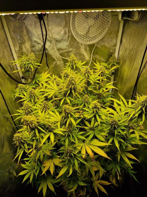 Citrus Venom (Zamnesia Tribe Exclusive). Week 9 - 01.07.26 | Day 64