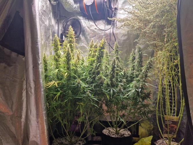 Moonstone. Week 11 - front