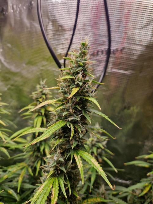 Moonstone. Week 11 - BB#1 | main cola