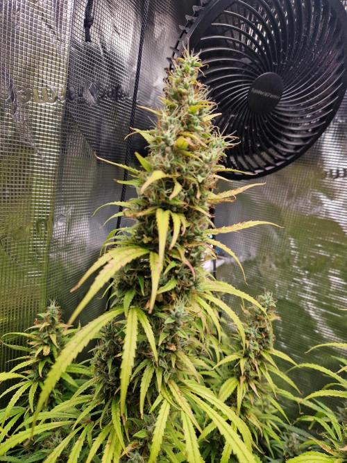 Moonstone. Week 11 - BB#3 | main cola