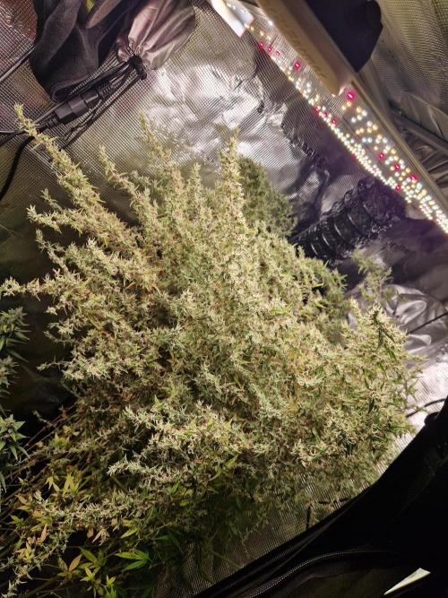 Moonstone. Week 11 - BB#2 |...