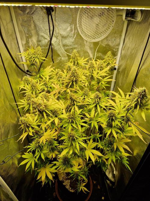 Citrus Venom (Zamnesia Tribe Exclusive). Week 10 - 06.07.26 | Day 70
