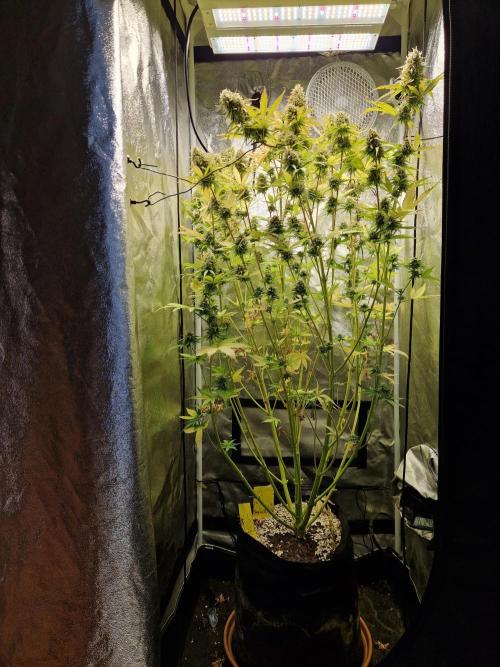 Citrus Venom (Zamnesia Tribe Exclusive). Week 10 - front
