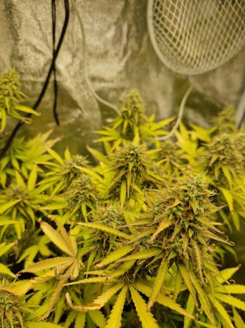 Citrus Venom (Zamnesia Tribe Exclusive). Week 10 - main cola