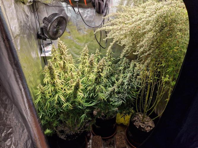 Moonstone. Week 12