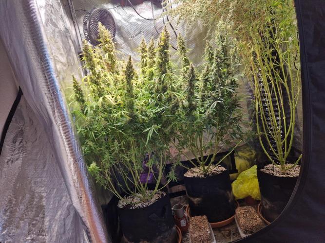Moonstone. Week 12