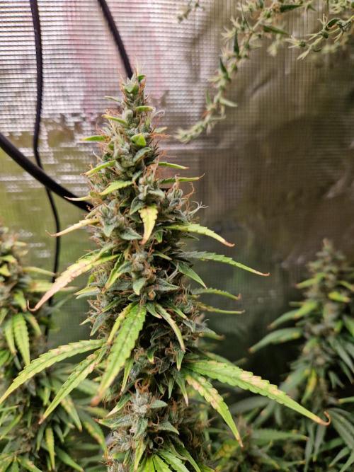 Moonstone. Week 12