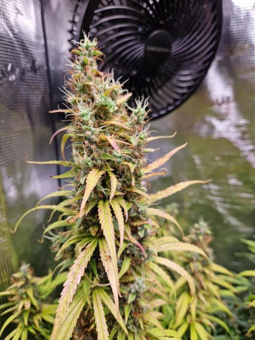 Moonstone. Week 12
