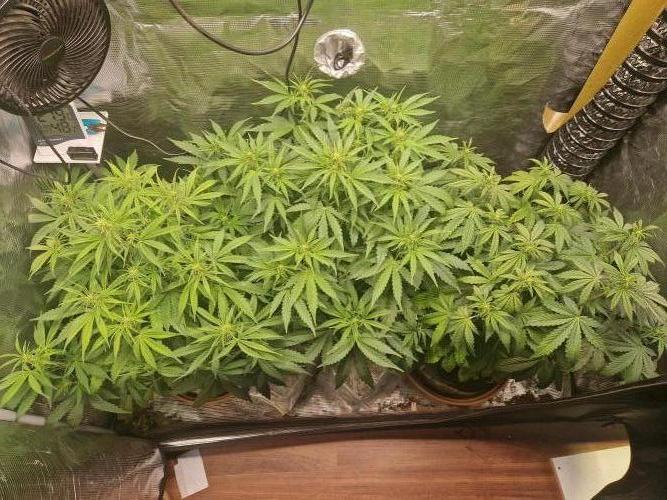 Moonstone. Week 5 - 15.05.26 | Day 36