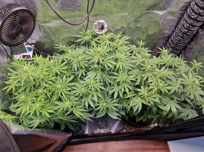 Moonstone. Week 5 - 17.05.26 | Day 38