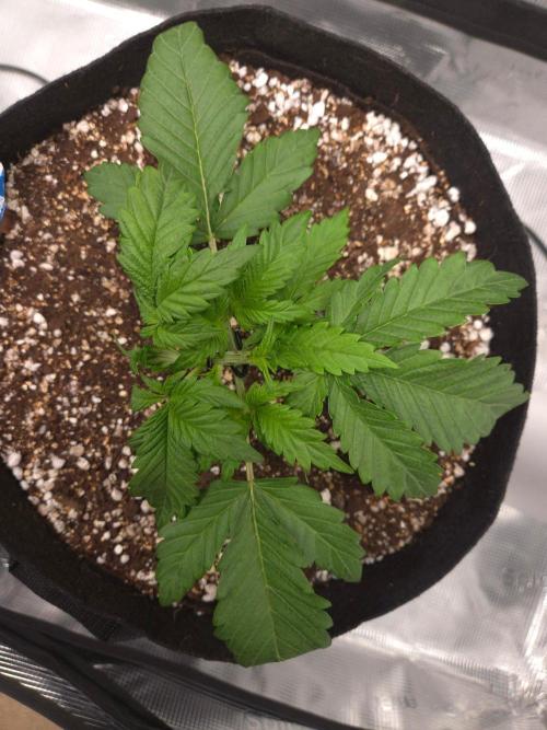 Mendo Frost Auto. Week 2