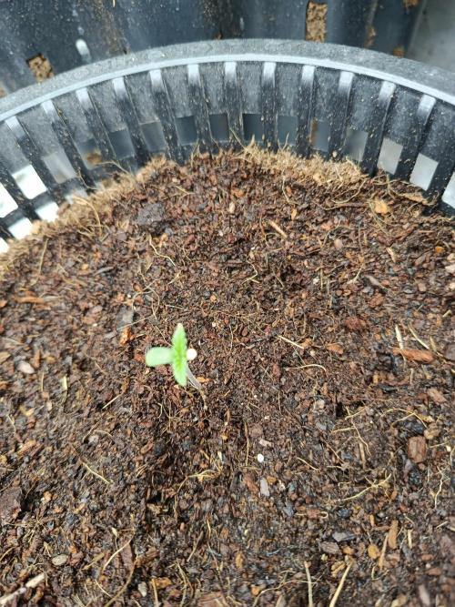 SpringGrow26. Week 0