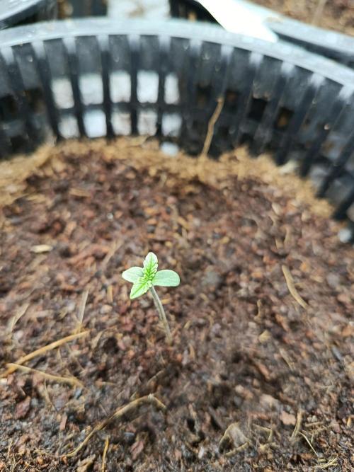 SpringGrow26. Week 0