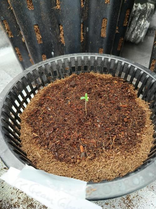 SpringGrow26. Week 0