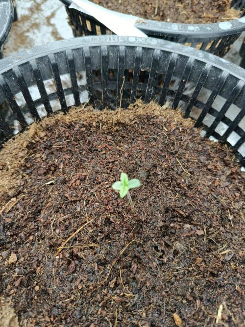 SpringGrow26. Week 0
