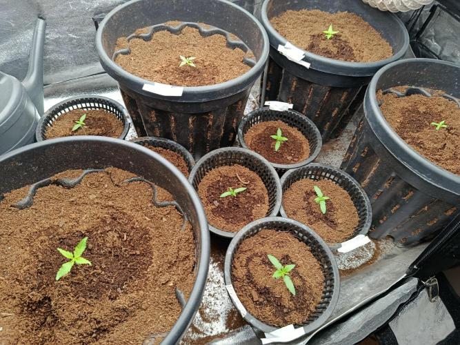 SpringGrow26. Week 1 - In den großen Töpfen Autoflower für den Balkon.
Vll erstelle ich dafür 2. Diary 