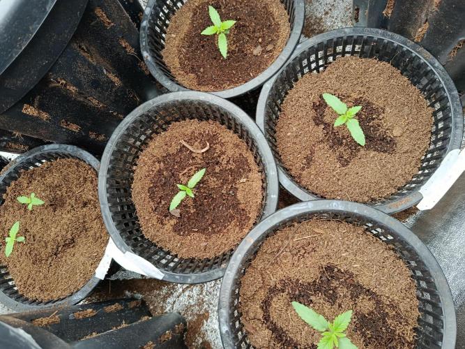 SpringGrow26. Week 1