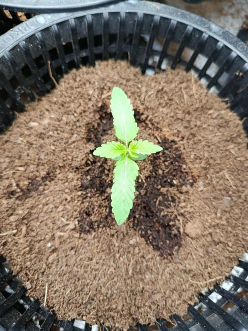 SpringGrow26. Week 1 - BlueGelato 41