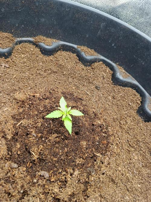 SpringGrow26. Week 1 - Cookies Haze