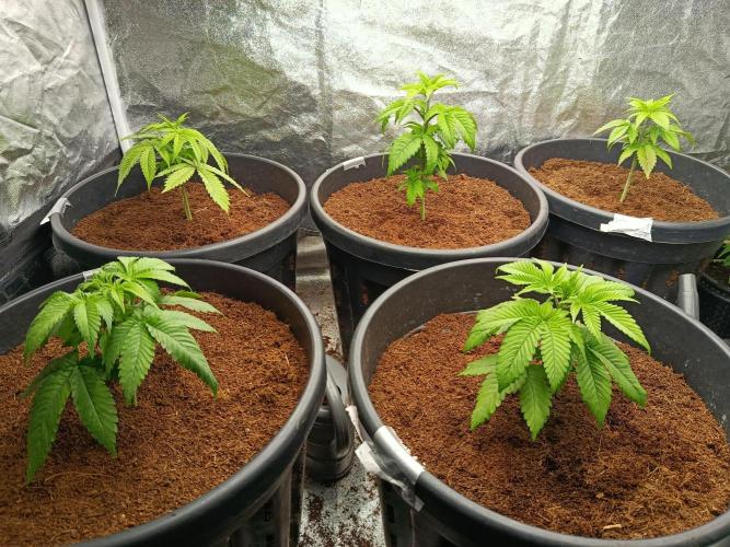 SpringGrow26. Week 5