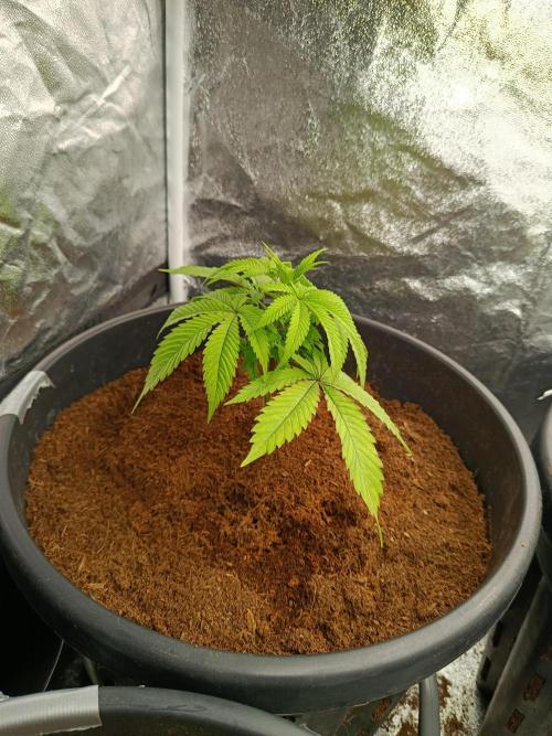 SpringGrow26. Week 5