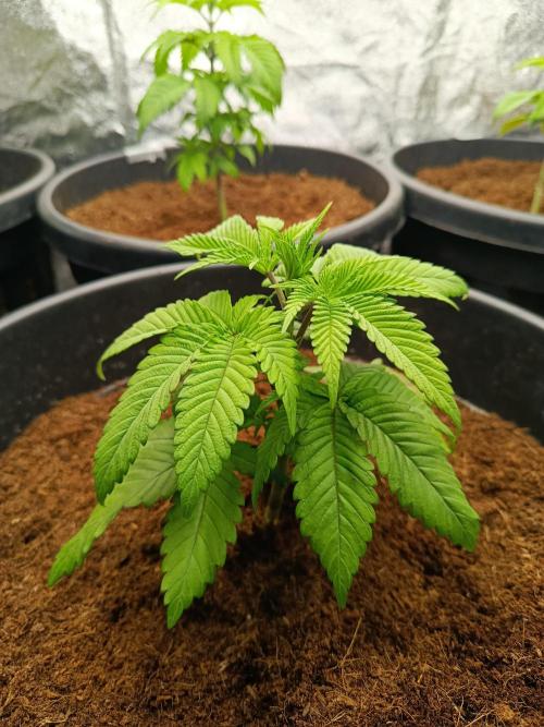 SpringGrow26. Week 5