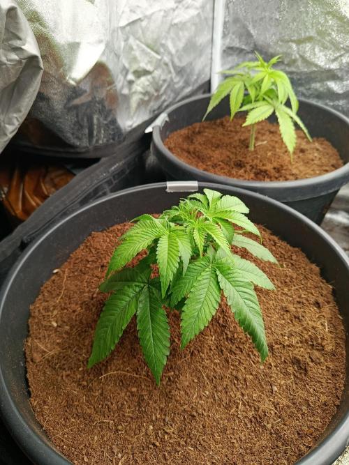 SpringGrow26. Week 5
