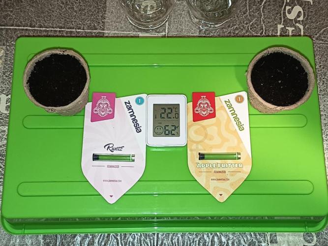 Runtz + Apple Fritter by Zamnesia Seeds. Week 0 - I put dem 0,5cm deep with mycorrhiza in my Living Soil