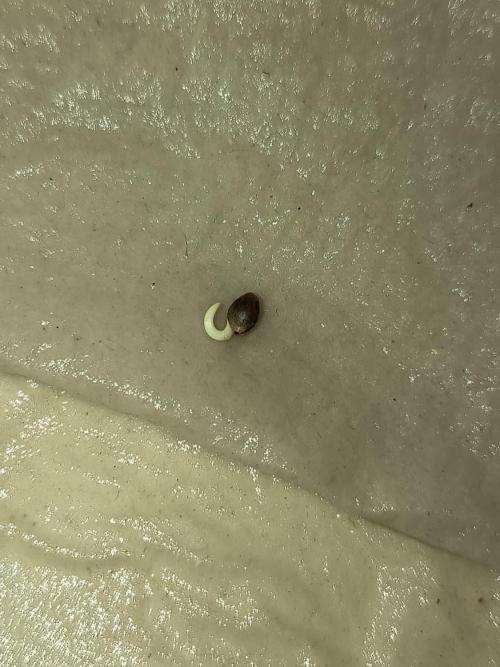 Runtz + Apple Fritter by Zamnesia Seeds. Week 0 - Apple Fritter after 36h