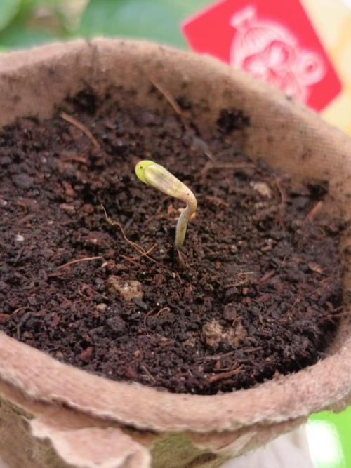 Runtz + Apple Fritter by Zamnesia Seeds. Week 0 - Apple Fritter 72h after germination (Day 1)