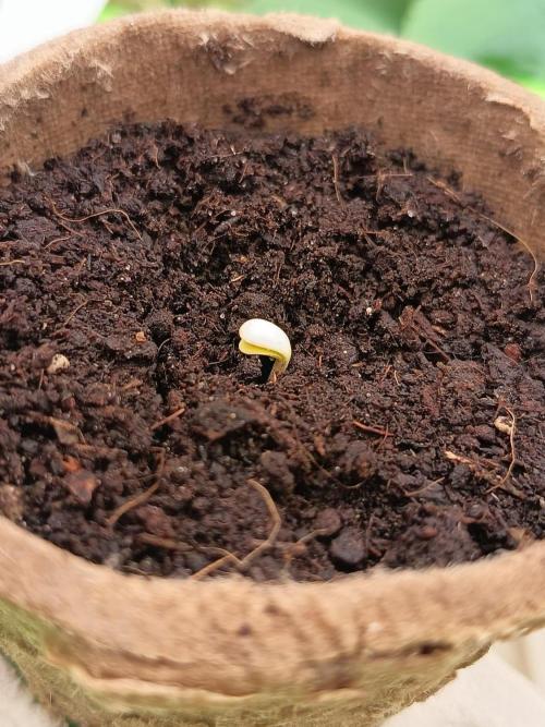 Runtz + Apple Fritter by Zamnesia Seeds. Week 0 - Runtz 78h after germination (Day 1)
