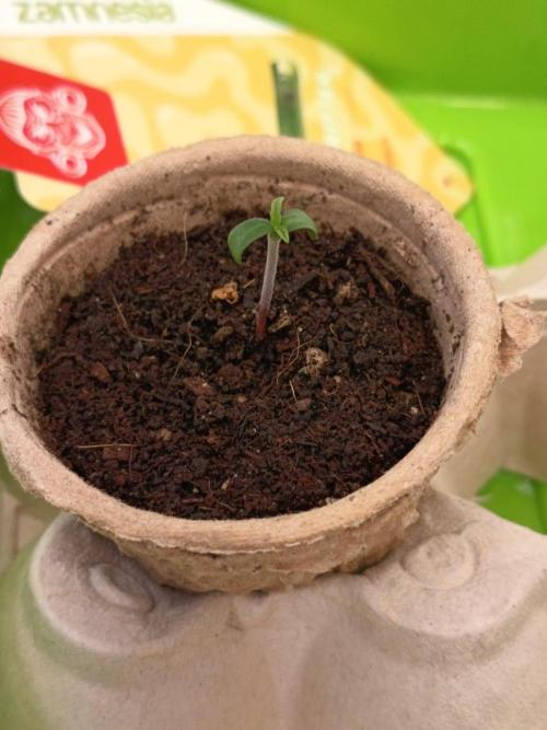 Runtz + Apple Fritter by Zamnesia Seeds. Week 0 - Apple Fritter (Day 2)