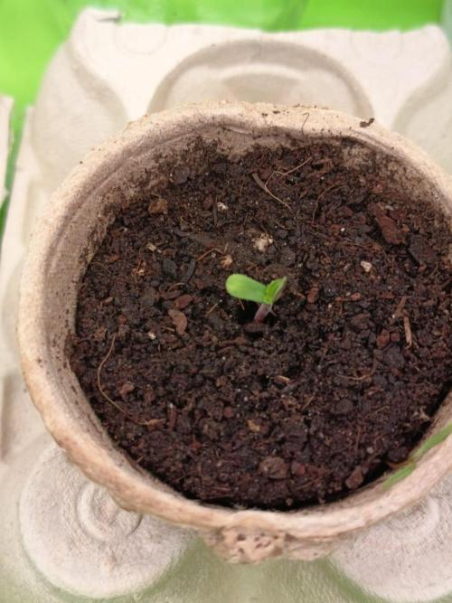 Runtz + Apple Fritter by Zamnesia Seeds. Week 0 - Runtz (Day 2)
