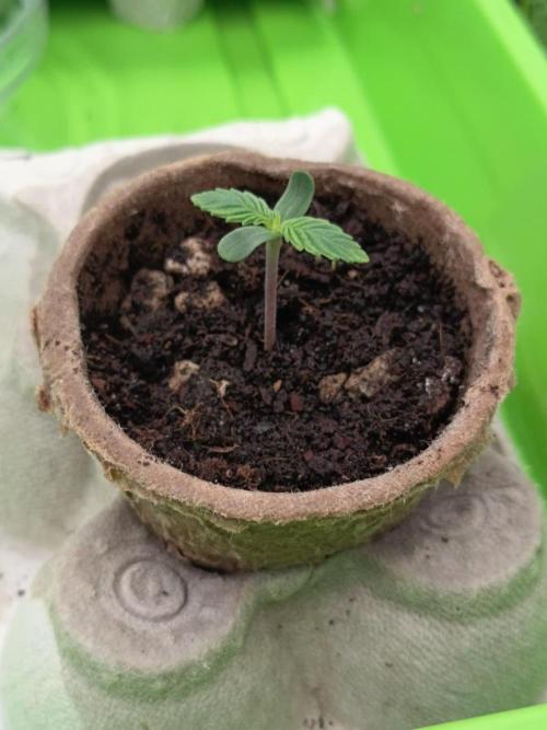 Runtz + Apple Fritter by Zamnesia Seeds. Week 0 - Runtz (Day 4)