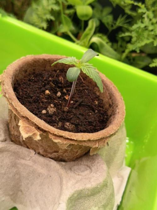 Runtz + Apple Fritter by Zamnesia Seeds. Week 0 - Apple Fritter (Day 4)