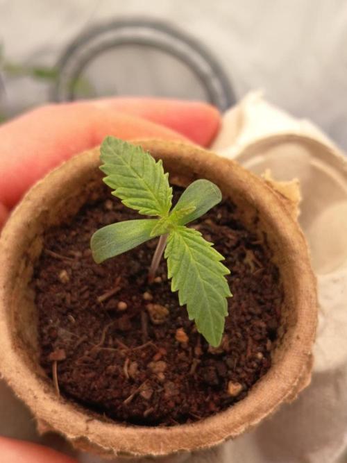Runtz + Apple Fritter by Zamnesia Seeds. Week 0 - Apple Fritter (Day 5)
