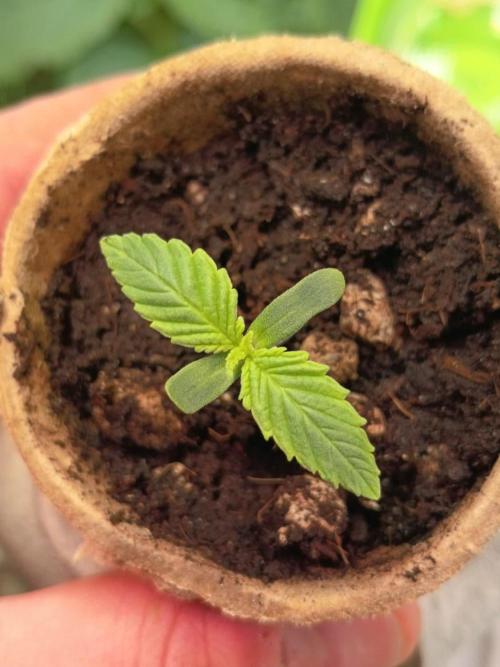 Runtz + Apple Fritter by Zamnesia Seeds. Week 0 - Runtz (Day 5)