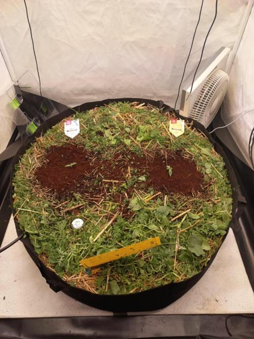 Runtz + Apple Fritter by Zamnesia Seeds. Week 1 - Today is transplant day – the ladies are moving into their final pots.