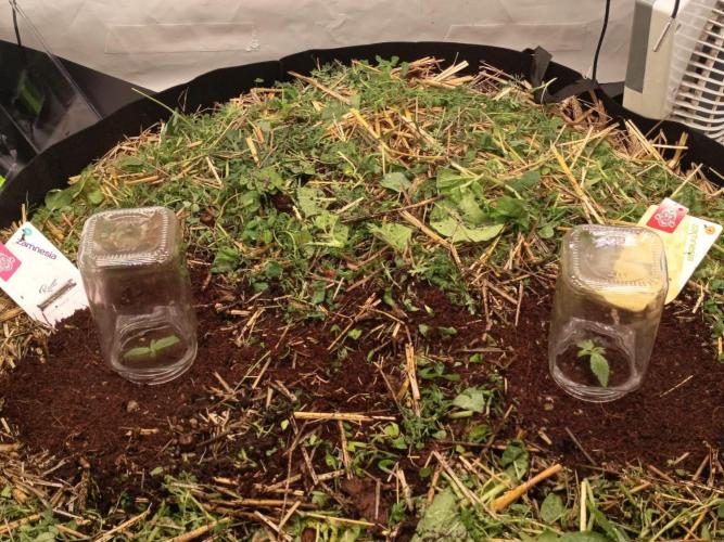 Runtz + Apple Fritter by Zamnesia Seeds. Week 1 - I’m using two transparent glasses to help keep the humidity a bit higher