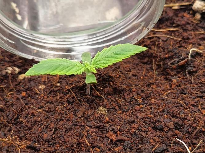 Runtz + Apple Fritter by Zamnesia Seeds. Week 1 - R: Runtz on its first day in its new home. 4/20 :)