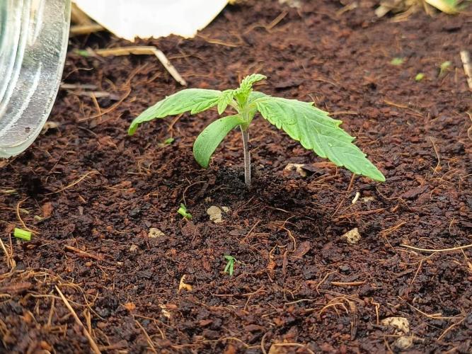 Runtz + Apple Fritter by Zamnesia Seeds. Week 1 - AF: Apple Fritter on its first day in its new home. 4/20 :)