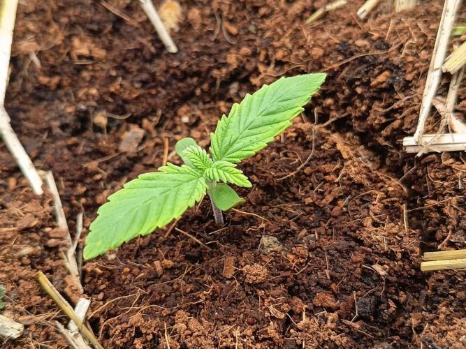 Runtz + Apple Fritter by Zamnesia Seeds. Week 1 - R: Today is day 3 of the Runtz. She’s growing slowly, but looking good.