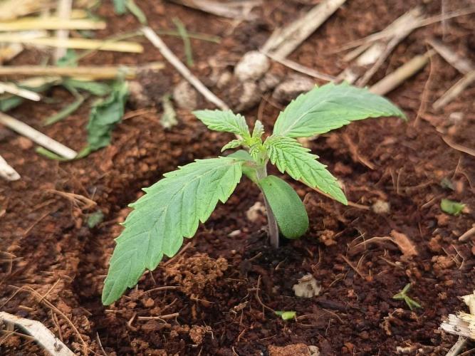 Runtz + Apple Fritter by Zamnesia Seeds. Week 1 - AF: Compared to the Runtz, the Apple Fritter has visibly grown more.