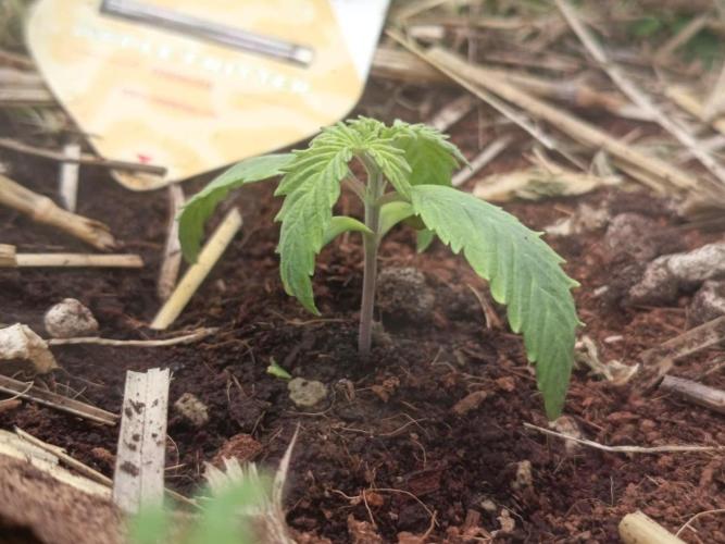 Runtz + Apple Fritter by Zamnesia Seeds. Week 1 - AF: Low humidity slowed things down a bit.
End of week one.